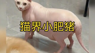 Seekor kucing