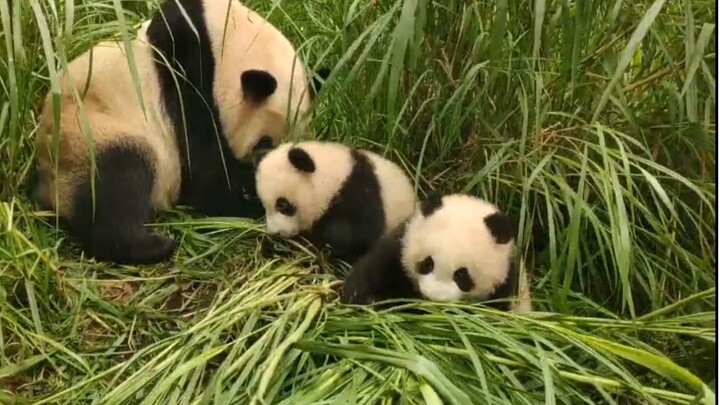 [Panda] Oh, their mommy, Lanxiang, is coming to get them.
