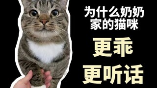 Tại sao mèo do người già nuôi thường nghe lời hơn?