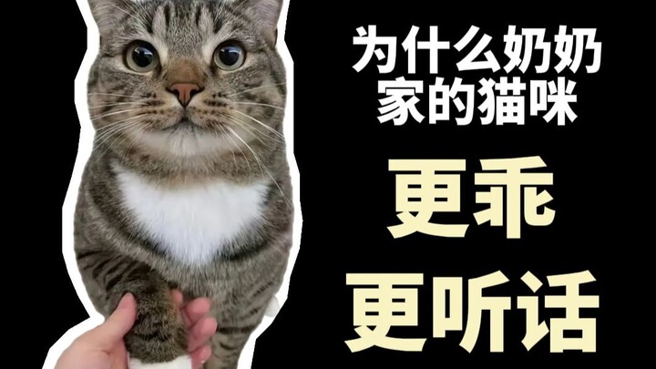 ทำไมแมวที่คนแก่เลี้ยงถึงเชื่อฟังกว่า?