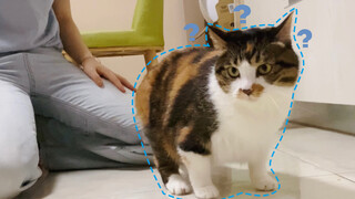 Gimana Kalau Tiba-Tiba Berhenti Mengelus Kucing Ini?