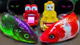 menemukan Ikan Koi Hias keledai sapi bebek angsa Akuarium Stop Motion Lucu Larva ASMR kuda kepiting