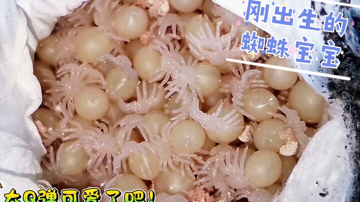 Membongkar satu sarang telur laba-laba, menghasilkan lebih dari 200 bayi laba-laba! Mau secangkir te