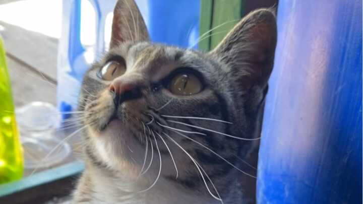 Kucing seharga 20 yuan