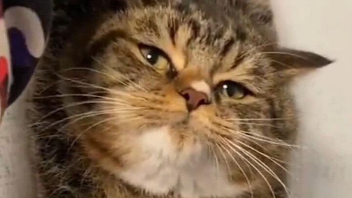"A ten-pound cat weighs nine and a half pounds of rebellious bones!"