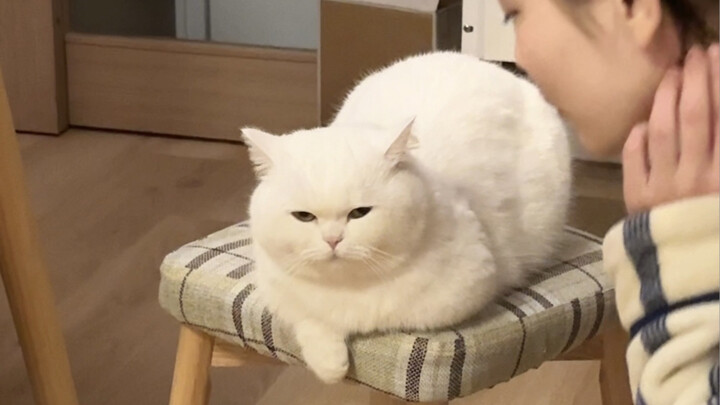 العملية الكاملة لتحرش البشر بالقطط الصغيرة