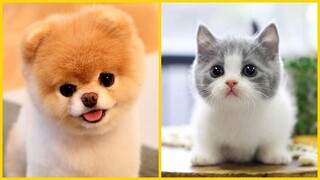 Thư giãn Cùng Boss Cưng Đáng Yêu Cute Không Chịu Nổi P(6) 🐱🐶 Funny Dog & Cat Videos Compilation