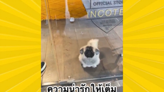 สัตว์เลี้ยงเพื่อนขนปุย : ความน่ารักให้เต็ม