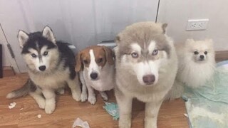 Chủng Tộc Đại Ngáo Husky Quay Trở Lại ĂN HẠI Hơn Xưa | Funny Husky -Try Not To Laugh | Funniest Dogs