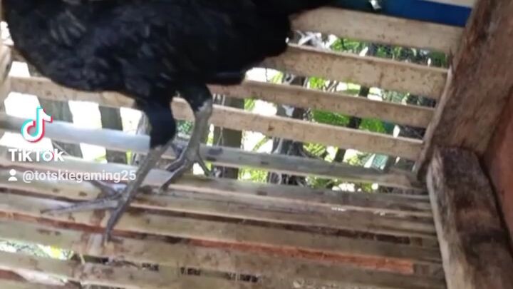 3months na sa ngayung 28#BatangSabungero#4kings Backyardbreeder