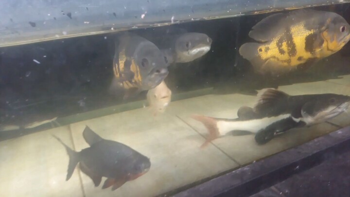 ikan jumbo size 40cm#dz Aquatic