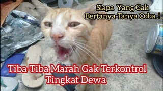 Kucing Liar Marah-Marah Minta Makan Di Godain Lucu Banget..!