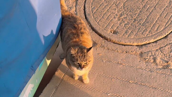 Bener-bener bikin sebel, baru buka pintu udah ada tikus di depan pintu!