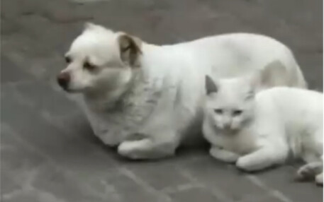 Cat: I finally became you