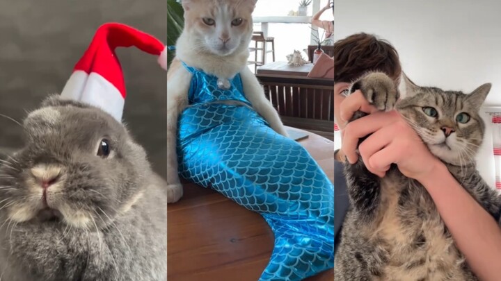 This is the town’s most dangerous predator! | TikTok animal compilation