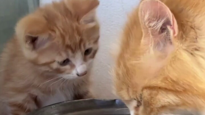 Setiap hari belajar satu keterampilan baru dari induk kucing