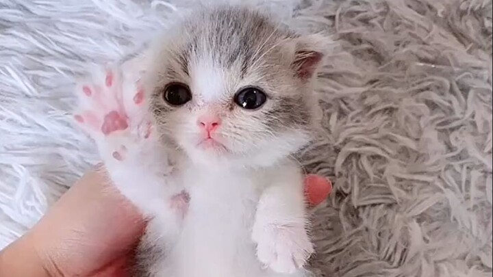 Look at this adorable munchkin cat