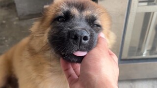 Chú chó con Thần Ngưu đã học được cách sủa và chủ động giúp tôi trông nhà. Xem ra cho nó ăn cũng khô