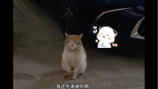 猫咪：就很无语