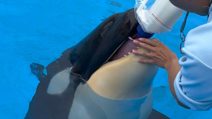 Let's learn about orca calves nursing!