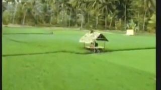 RCTI - sawah