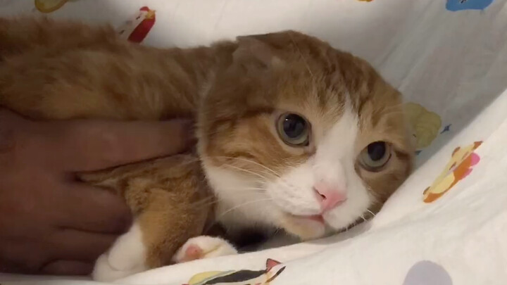 Tidak ada makanan kucing yang diberikan dengan sia-sia, inilah harganya x3