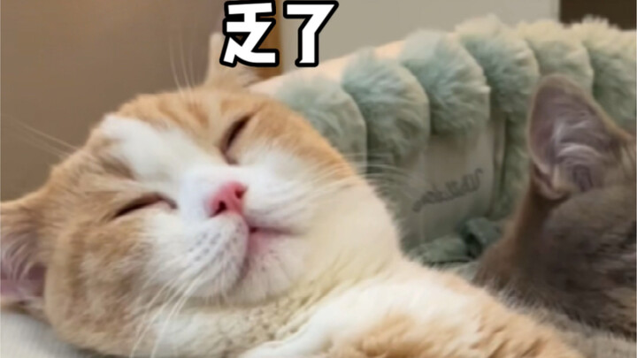 How Weak Are Cats After Marriage, Exactly?
