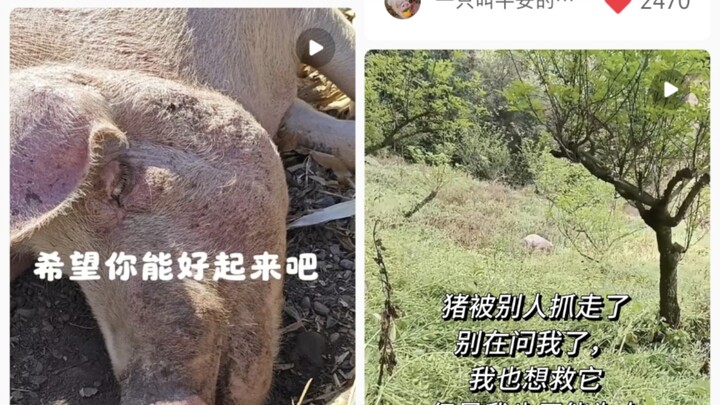 Four Months of Changes After Picking Up a Pig
