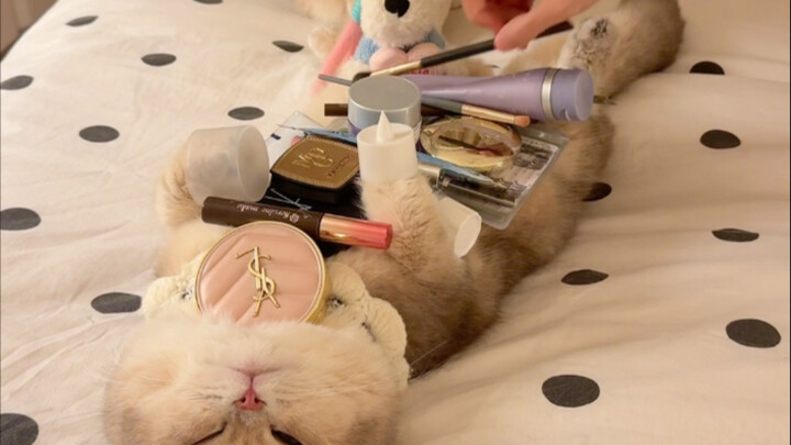 Challenge: Take turns placing objects on the cat. Whoever makes the cat stand up first loses.