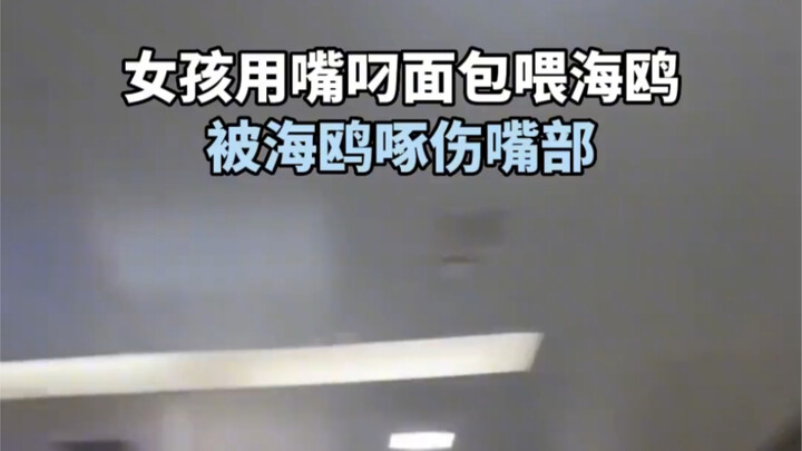 女孩用嘴叼面包喂海鸥 被海鸥啄伤嘴部