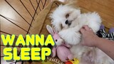 Shih tzu Puppy Tries To Sleep With His Favorite Bedtime Song