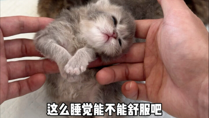 Mỗi chú mèo con đều có tuyệt chiêu riêng