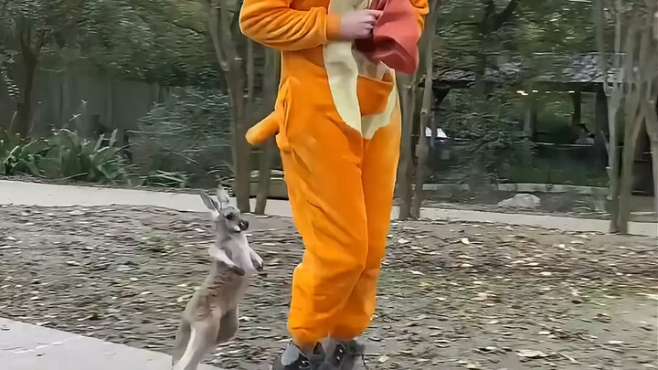 Strong kangaroos are actually so cute when they're babies #kangaroo #magicalanimalsonDouyin #stronga