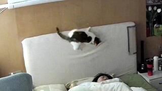 被猫砸死的概率很小，但绝不为零