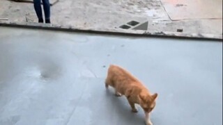 When the cat walked on the newly paved cement road for the second time, the brother's mentality comp