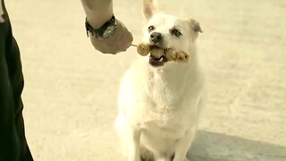 男人给流浪狗一串鱼丸吃，狗狗竟然回来报恩，给他介绍个女朋友