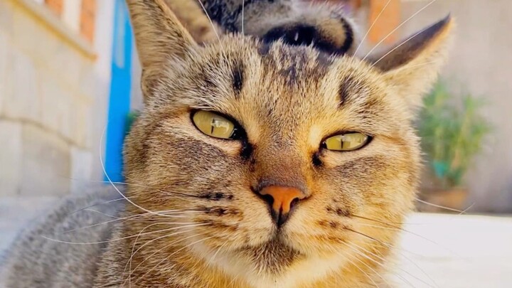 What happens when you pet a cat with another cat? (Part 2)
