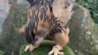 Betapa suka burung hantu pada rumput yang lembut