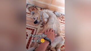 Mong con mau khỏe...cunyeucuadua yeucho yeuchomeo cún cúncon chó chómèo chócon chókhôn yeuchomeo chócute pet dog dogsoftiktok