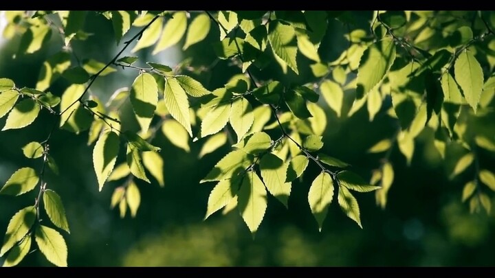 Văn xuôi đi vào qua cửa, thơ đi ra cửa sổ.