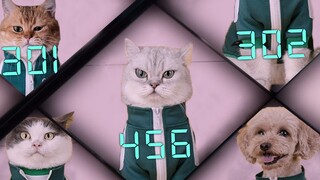 Cats Squid Game Netflix - Tik Tok Dog Squid Game