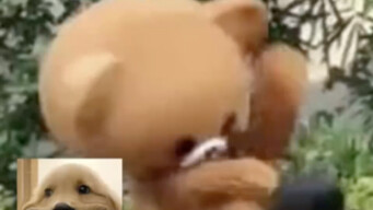 Bear: Where’s my lawyer, where’s my lawyer?