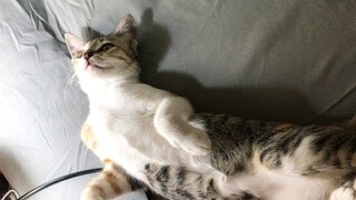 Relaxing cat Video - Cat doing cute cat things 1- Video mèo thư giãn dễ thương