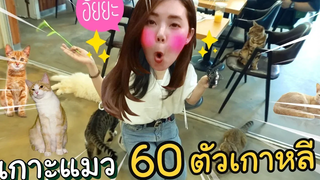 หนีนาซ่าไปเกาะแมว 60 ตัวที่เกาหลี