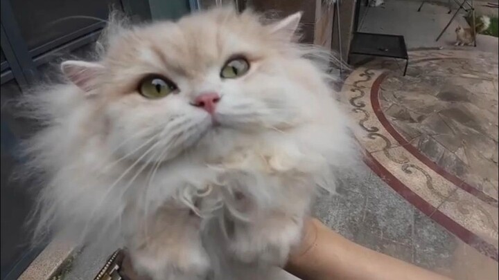 Let’s not bother the cats in summer, hahaha.