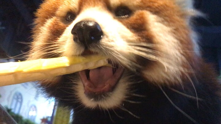 Red panda bamboo shoot mukbang! That crunching sound is definitely a sensation you've never experien