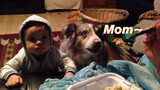 Baby learns to say mom, but the dog cut in