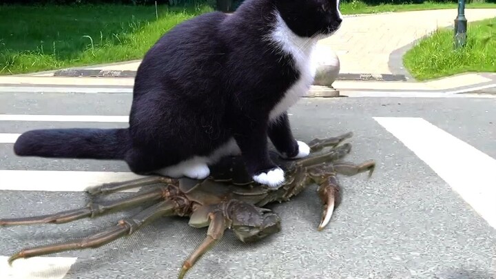 How a Cat Tamed a Crab.