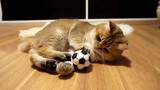 [Động vật]Mèo dễ thương đang chơi bóng đá