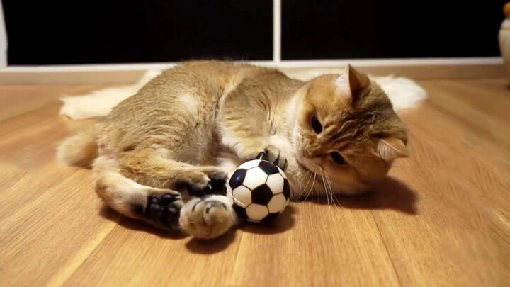 [Hewan]Seekor kucing lucu sedang bermain sepak bola